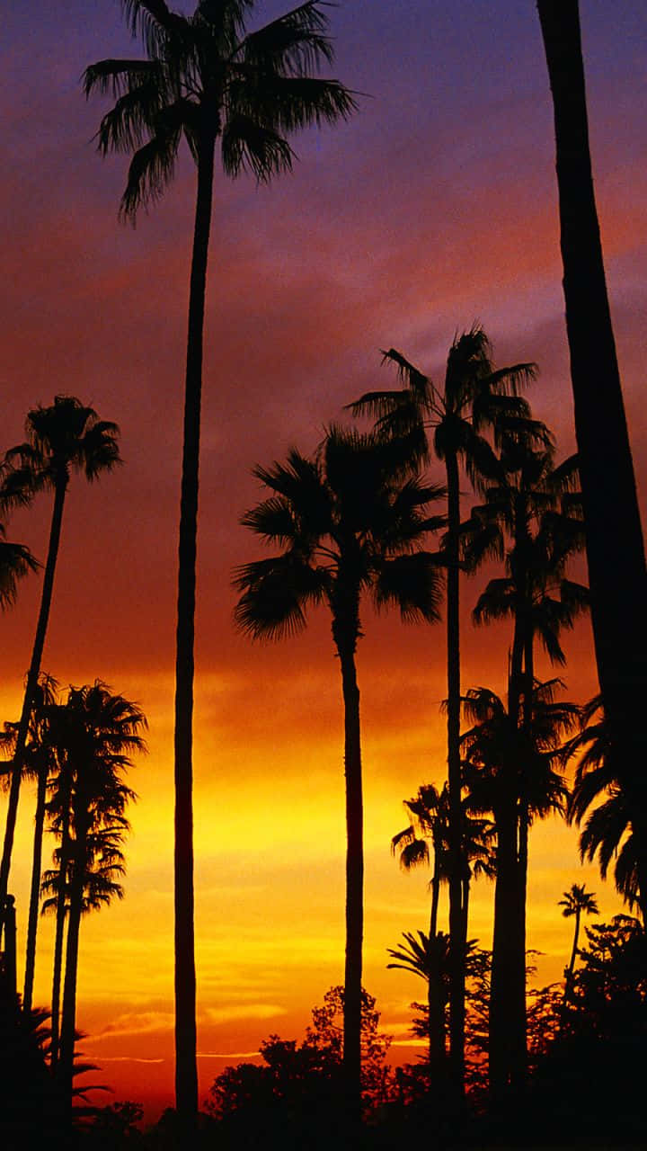 Lovely Sunset With Palm Tree Wallpaper