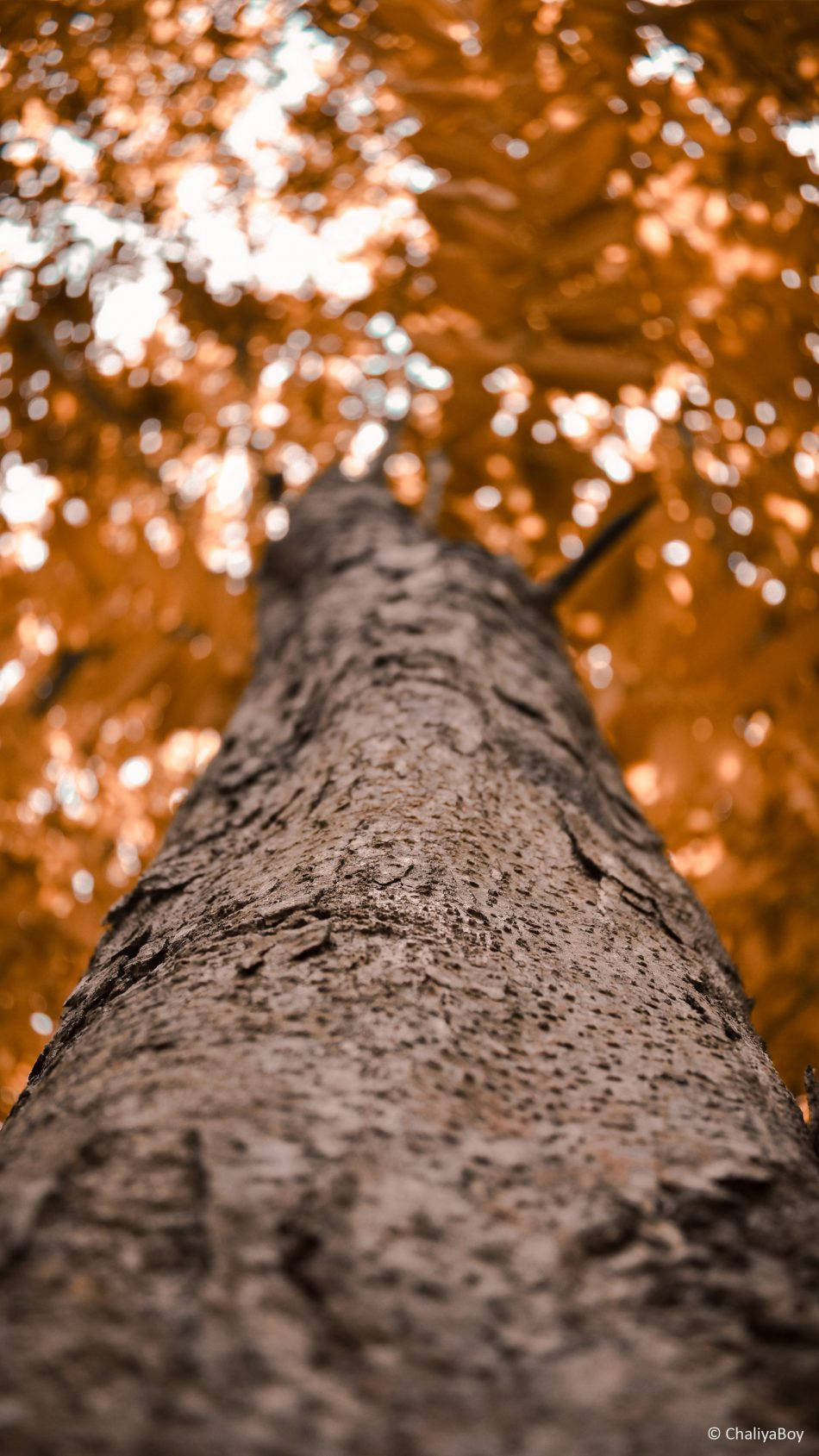 Low Angle Hd Photography Of Tree Wallpaper