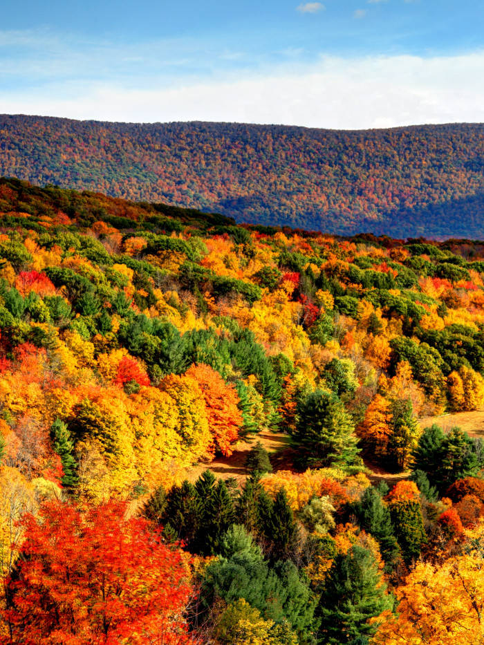 Ma Lush Autumn Hills Wallpaper