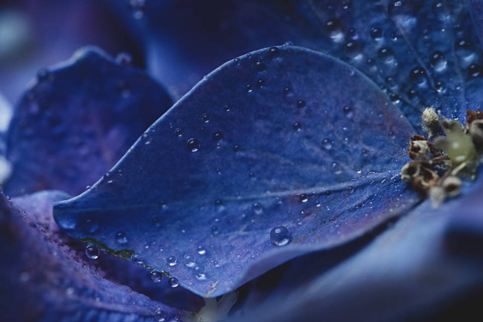 Macro Blue Color Hd Petal Wallpaper