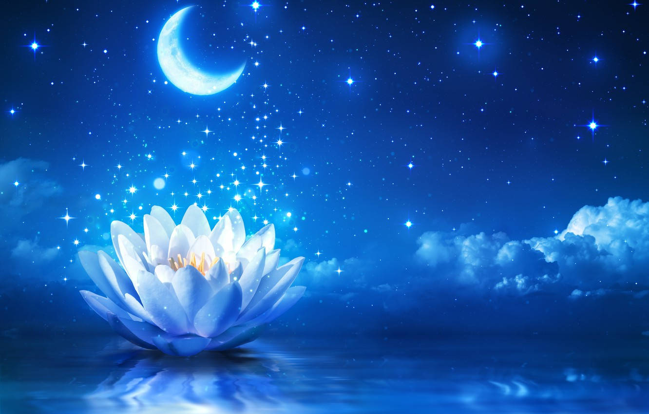 Magical Water Lily Under Stars And Moon Wallpaper