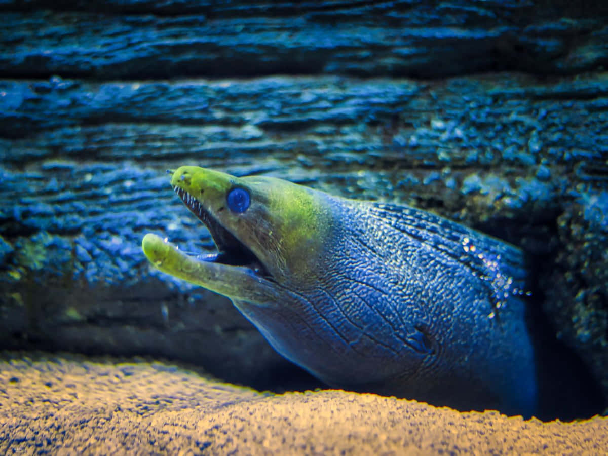 Magnificent Peek Of A Moray Eel In Aquatic Habitat Wallpaper