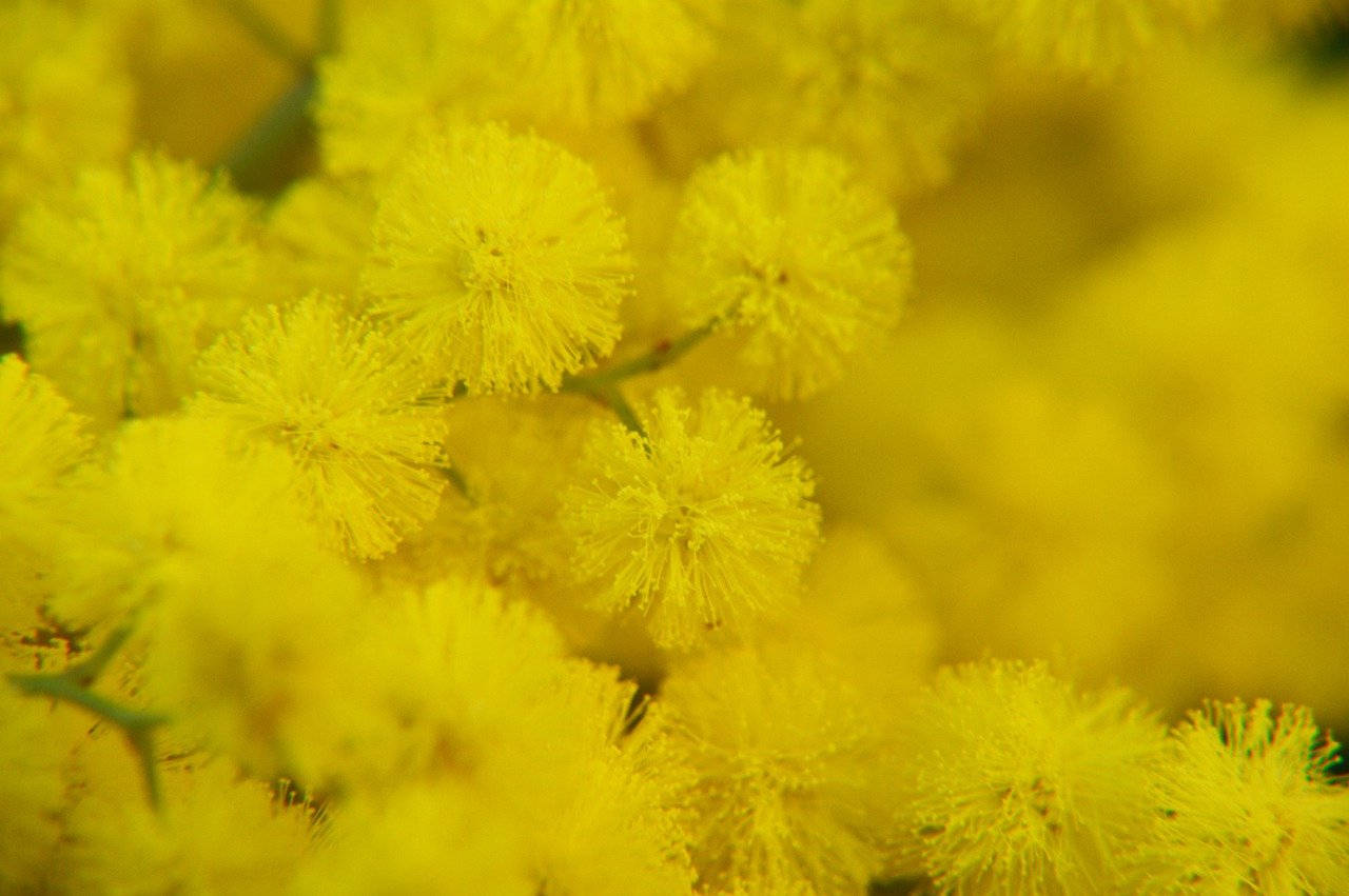 Magnificent Yellow Mimosa Flowers Wallpaper