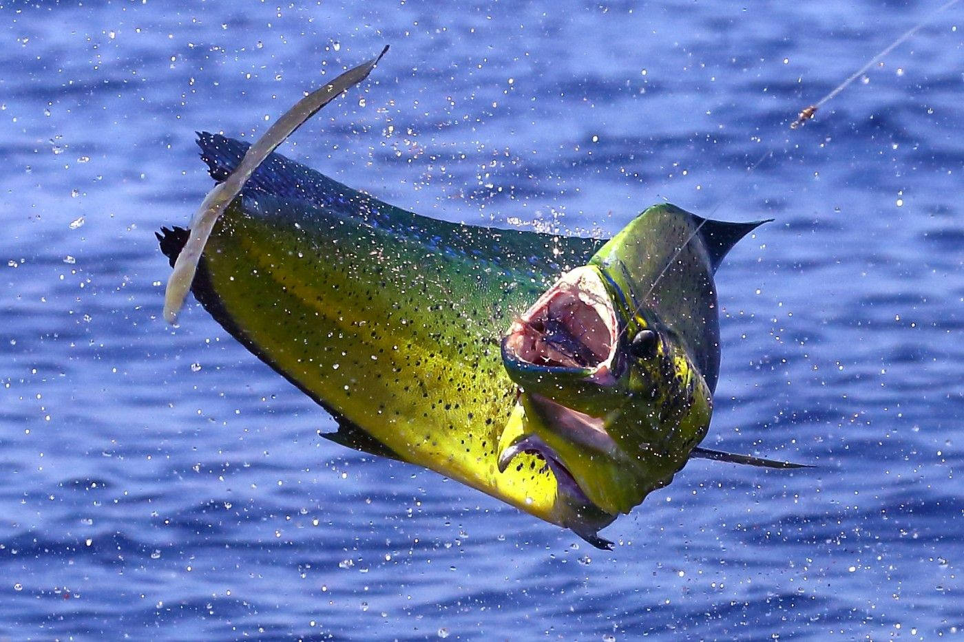 Mahi-mahi Fish Caught By A Hook Wallpaper