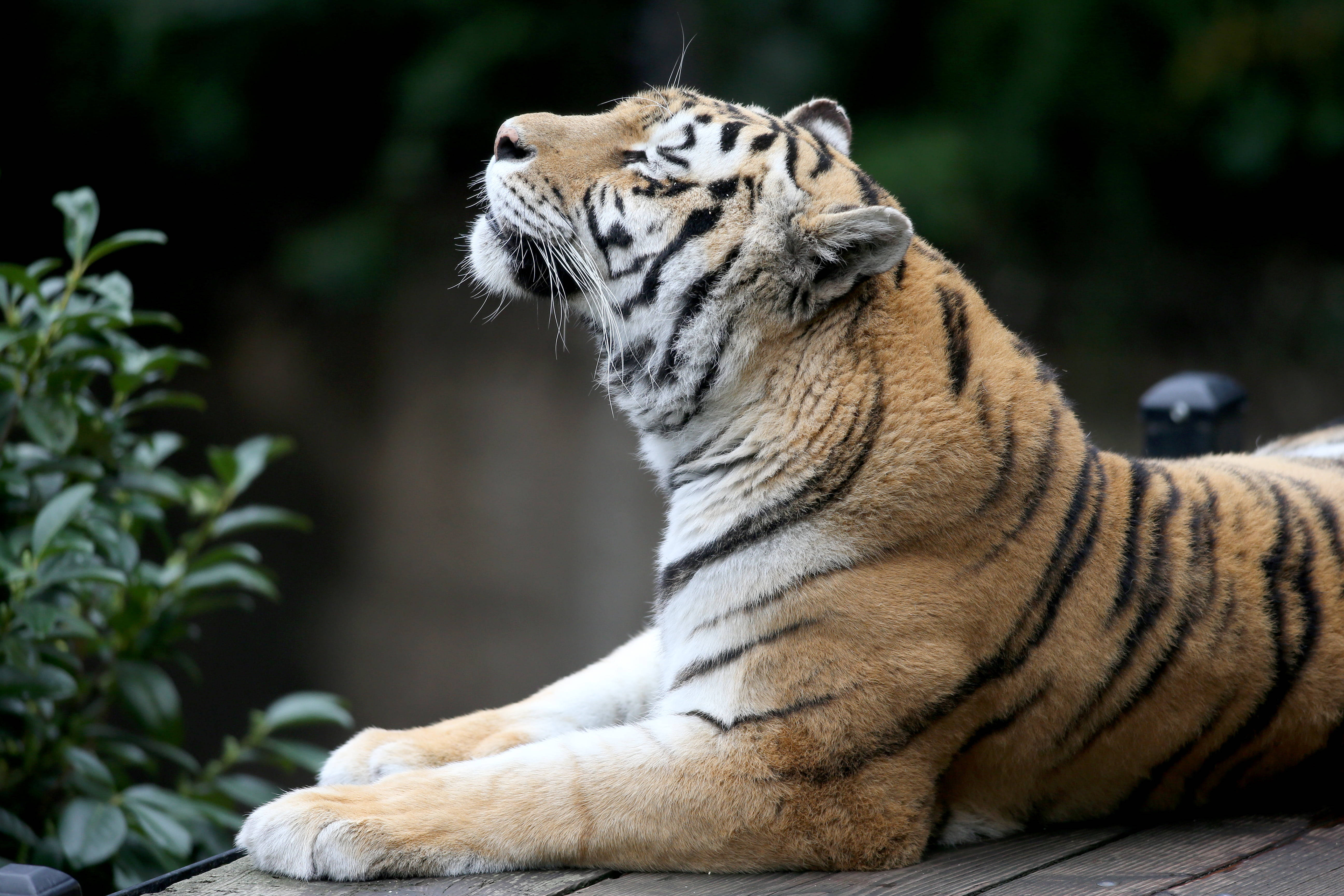 Majestic Animal 8k Tiger Uhd Wallpaper