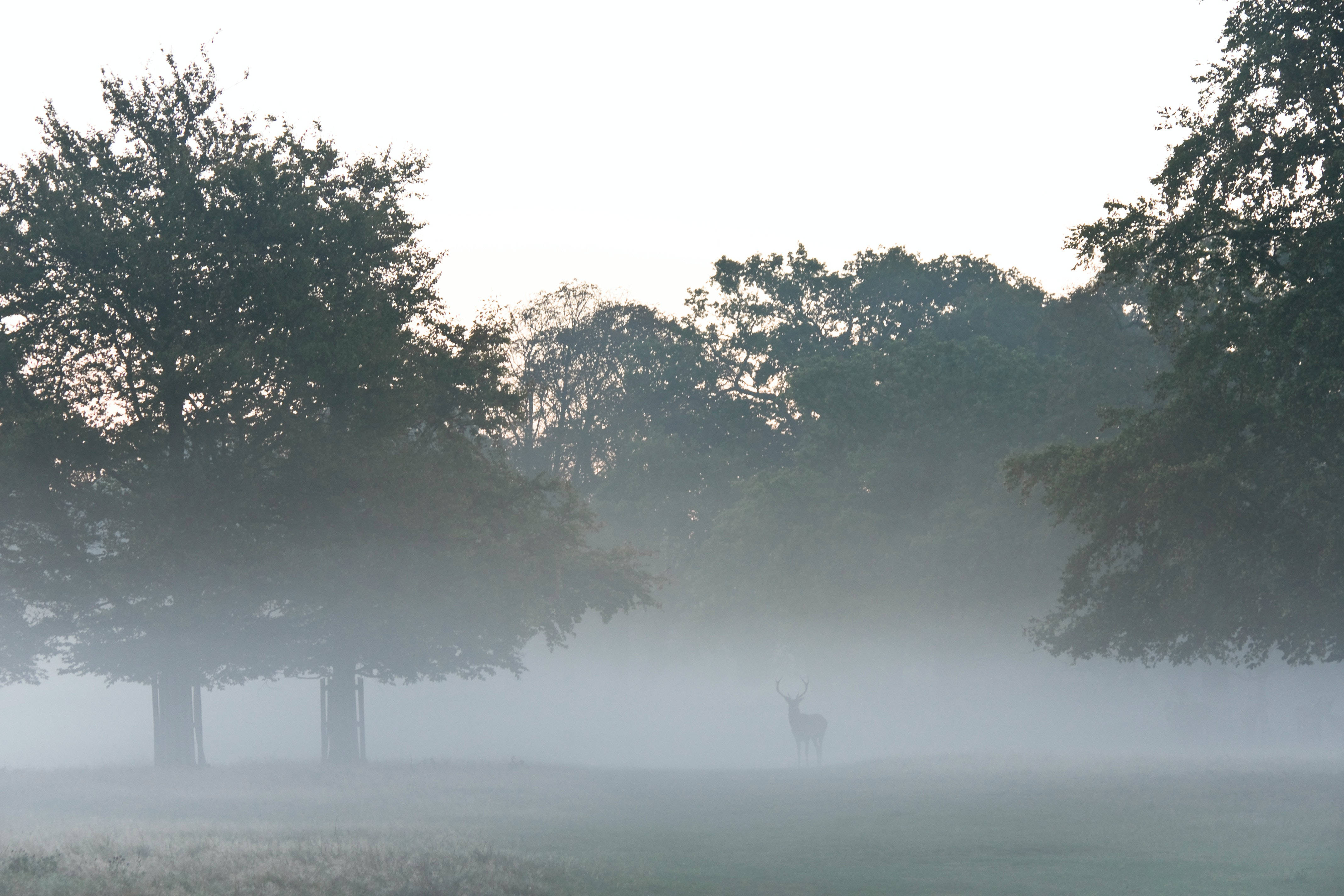 Majestic Big Buck In Foggy Forest Wallpaper