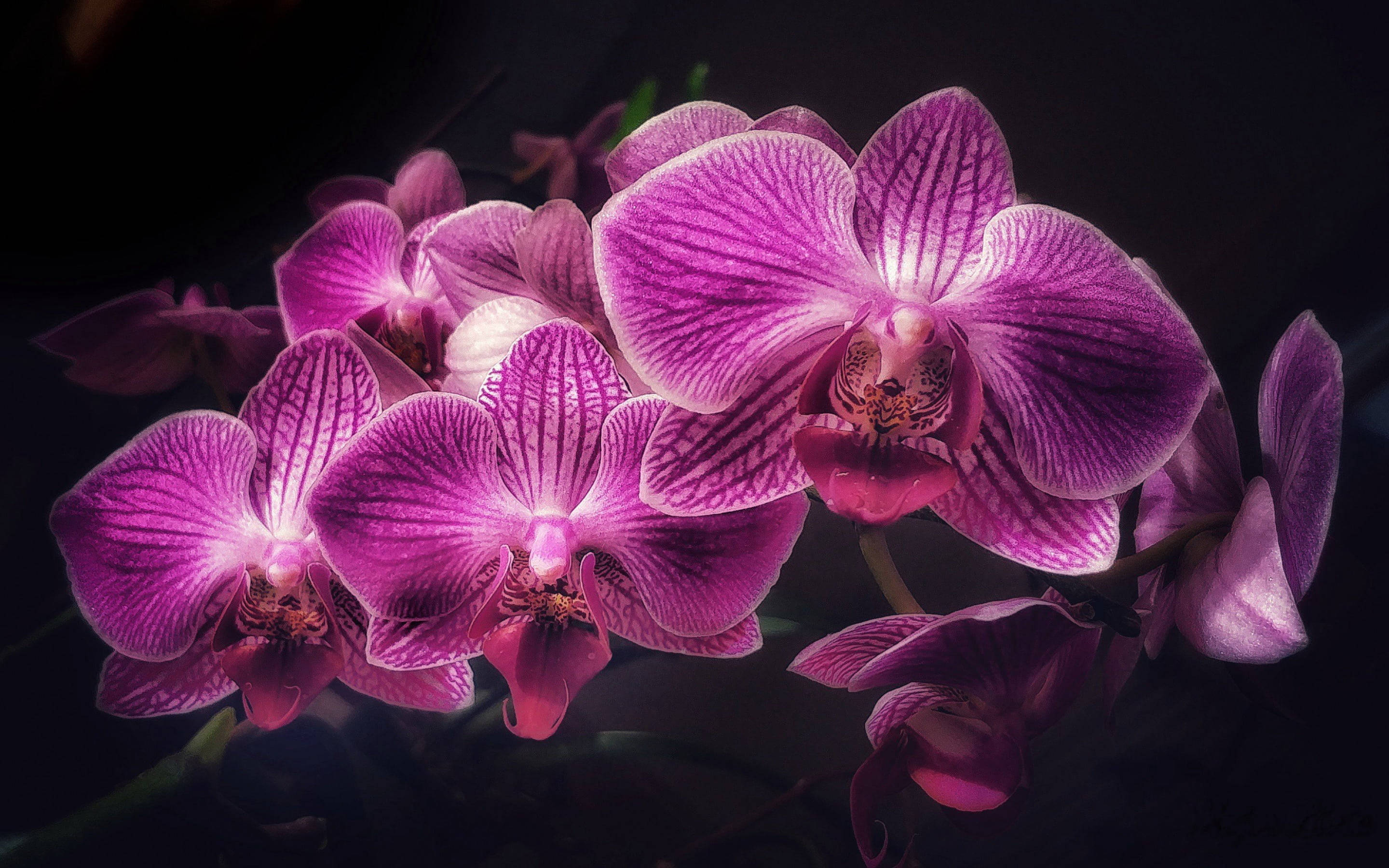 Majestic Black And Purple Orchids Wallpaper