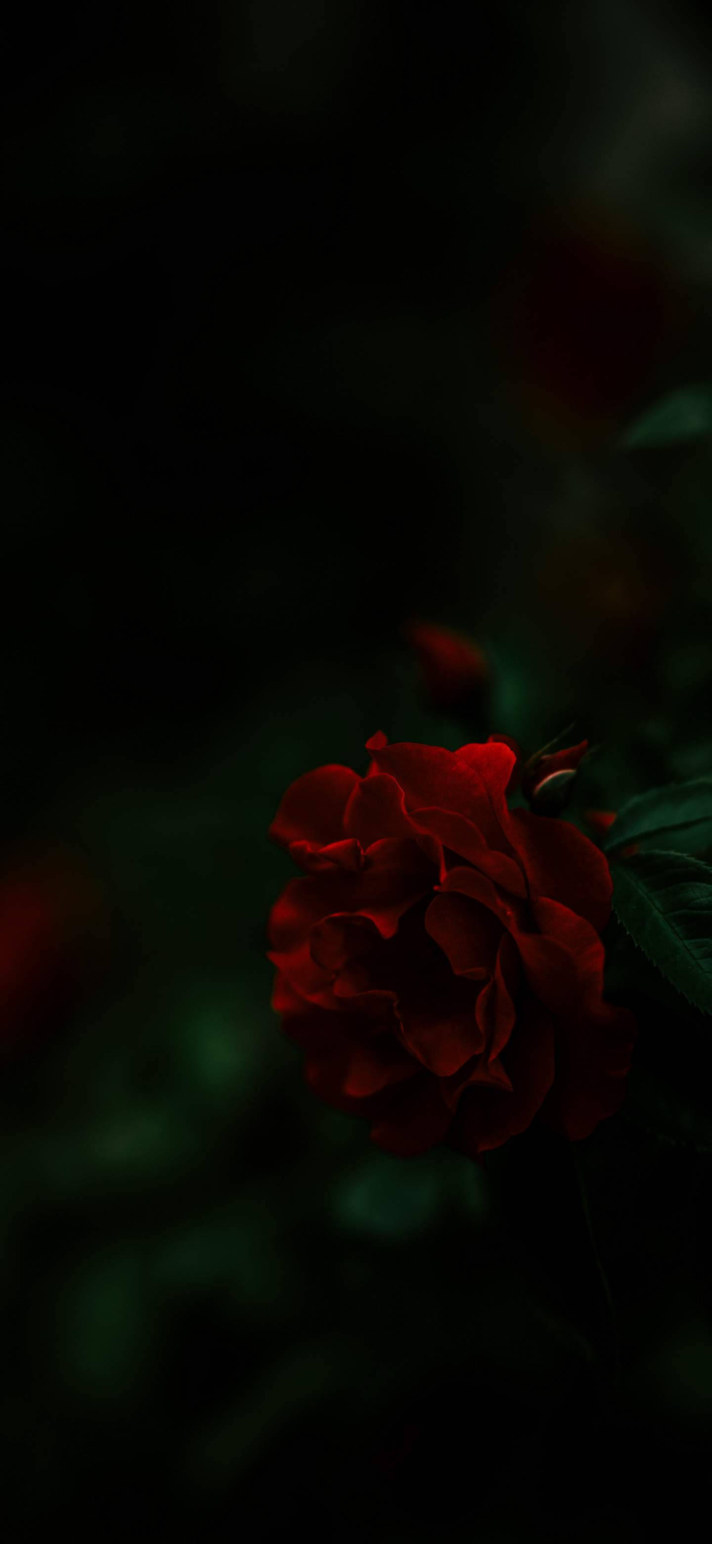 Majestic Blooming Rose On Oneplus 7 Pro Display Wallpaper