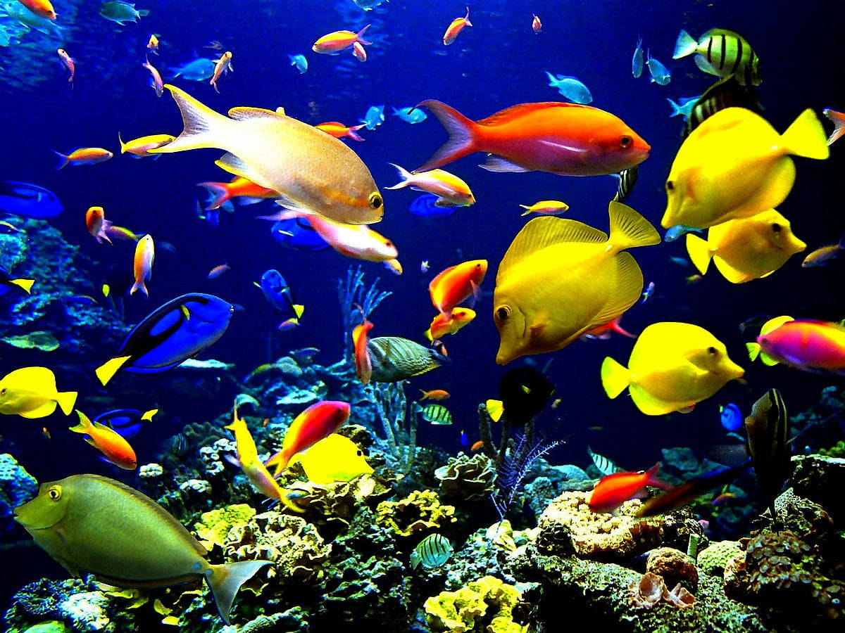 Majestic Fish In High Definition Wallpaper