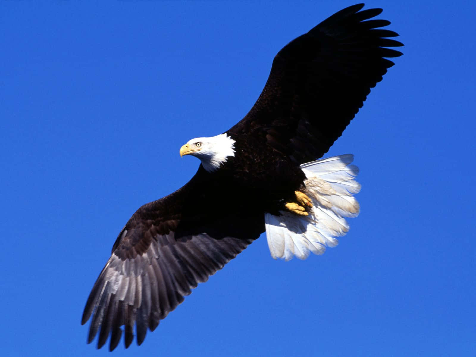 Majestic Flying Eagle Wallpaper