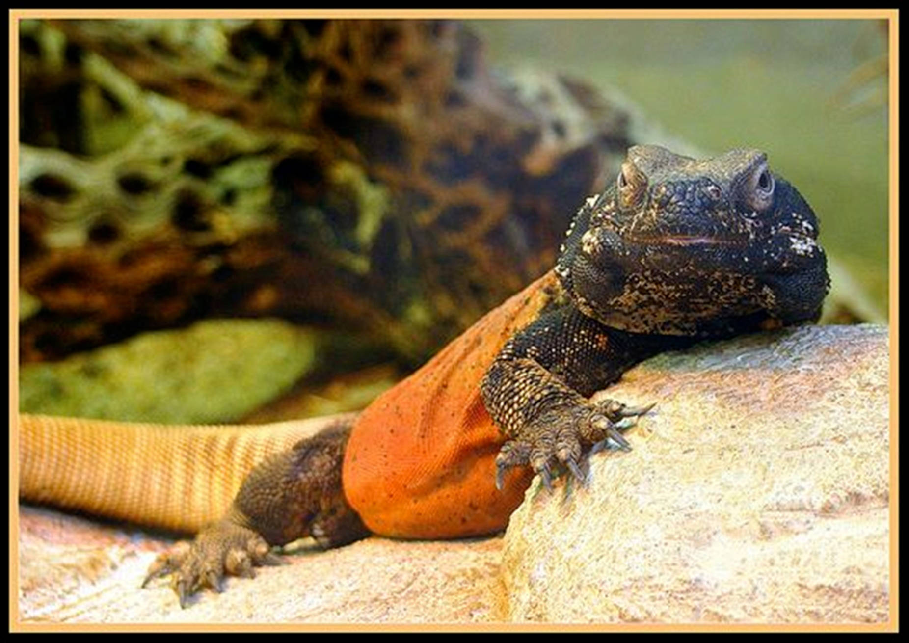 Majestic Gila Monster In Black And Gold Wallpaper