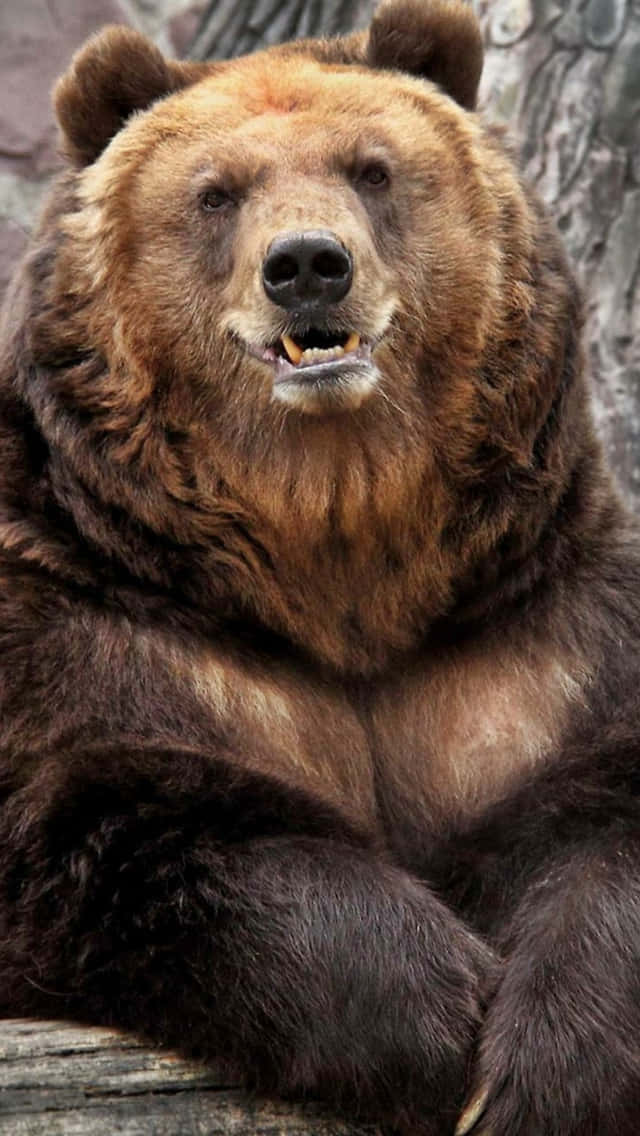 Majestic Grizzly Bear Portrait Wallpaper