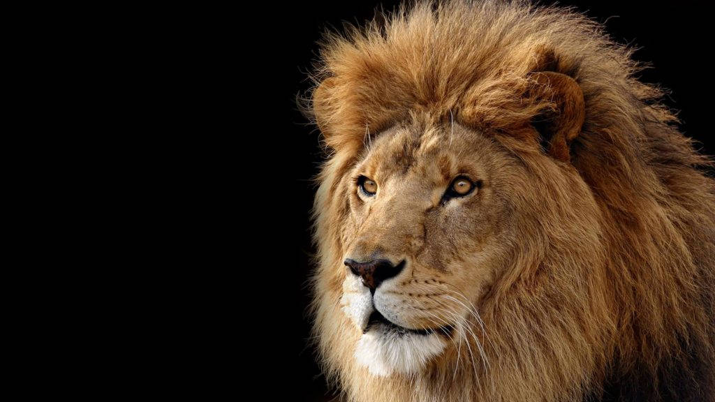Majestic Lion Awesome Animal Wallpaper
