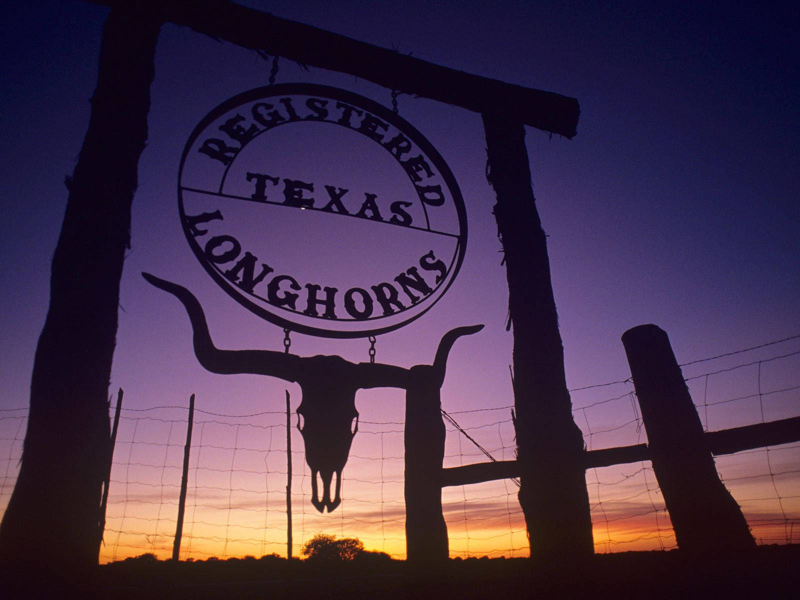 Majestic Longhorns Roaming Freely In The Vast Texas Landscape Wallpaper