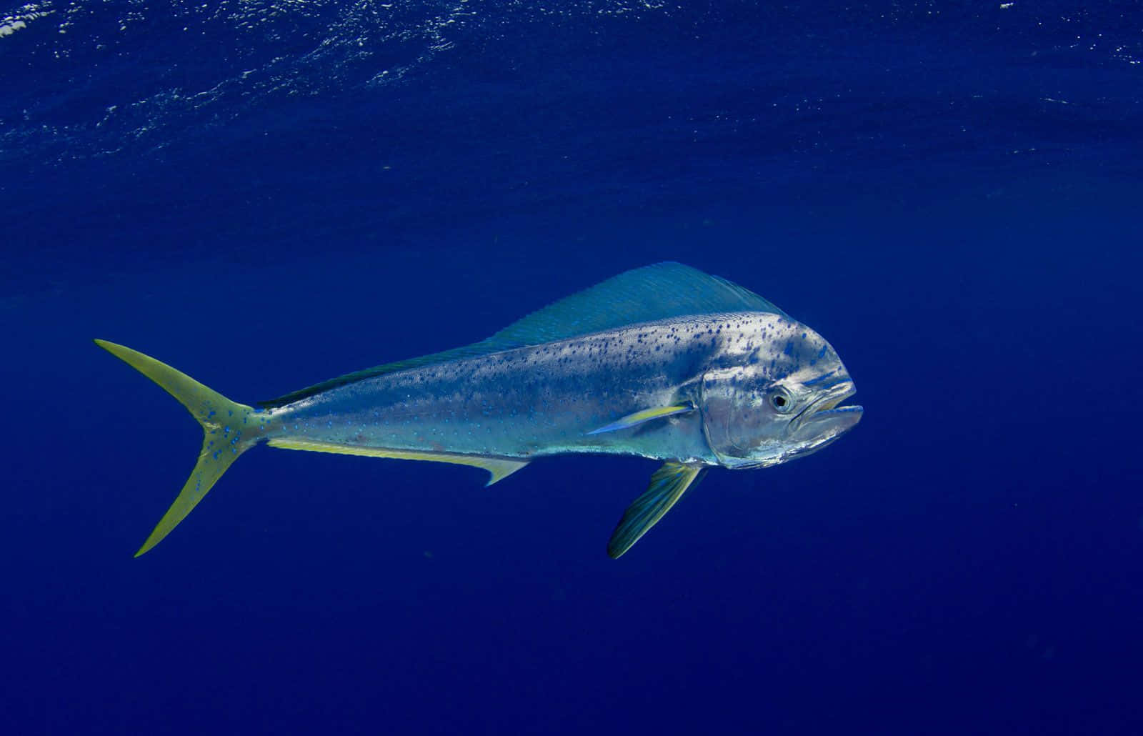 Majestic Mahi Mahi Swimming Blue Ocean Wallpaper