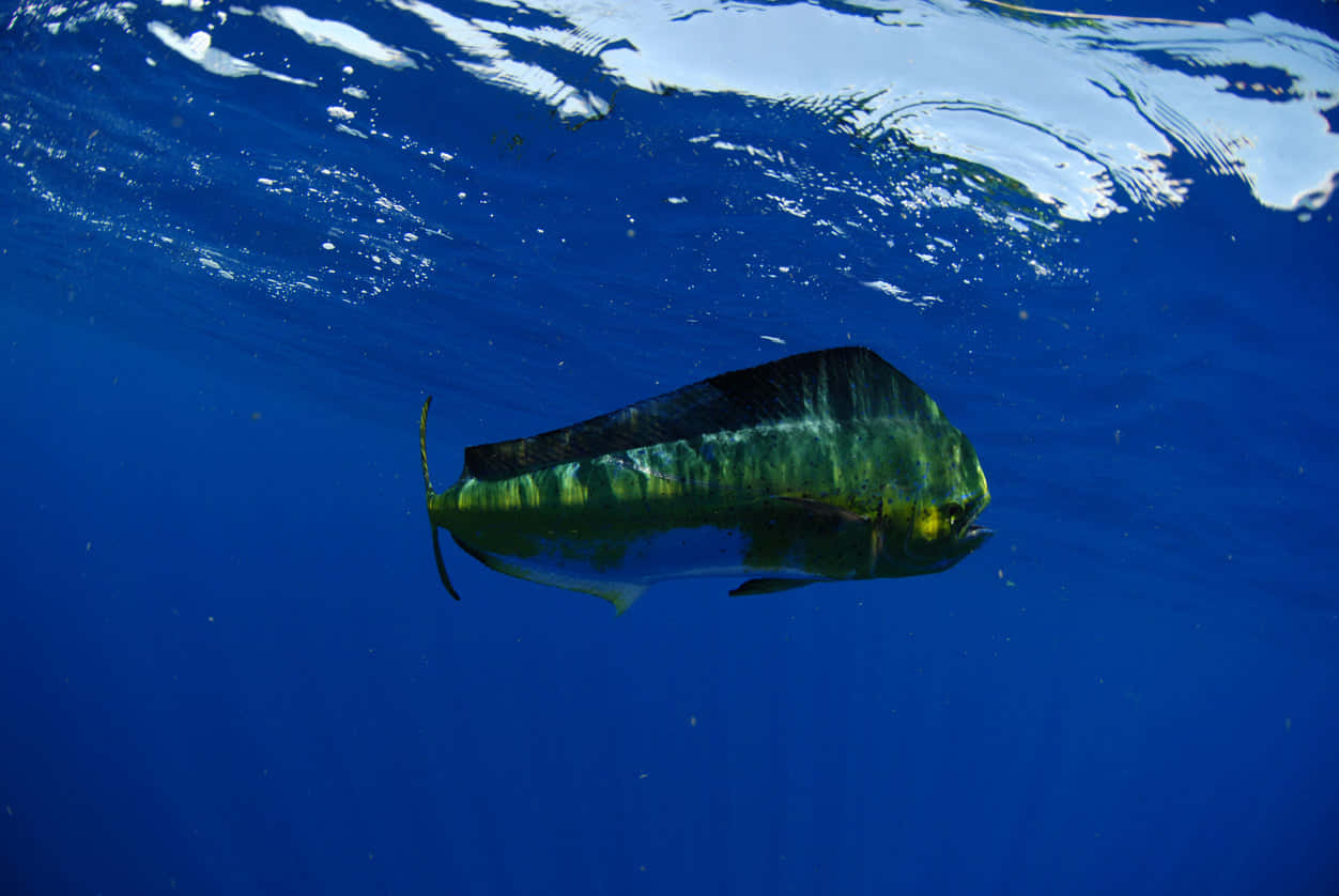 Majestic Mahi Mahi Underwater Wallpaper