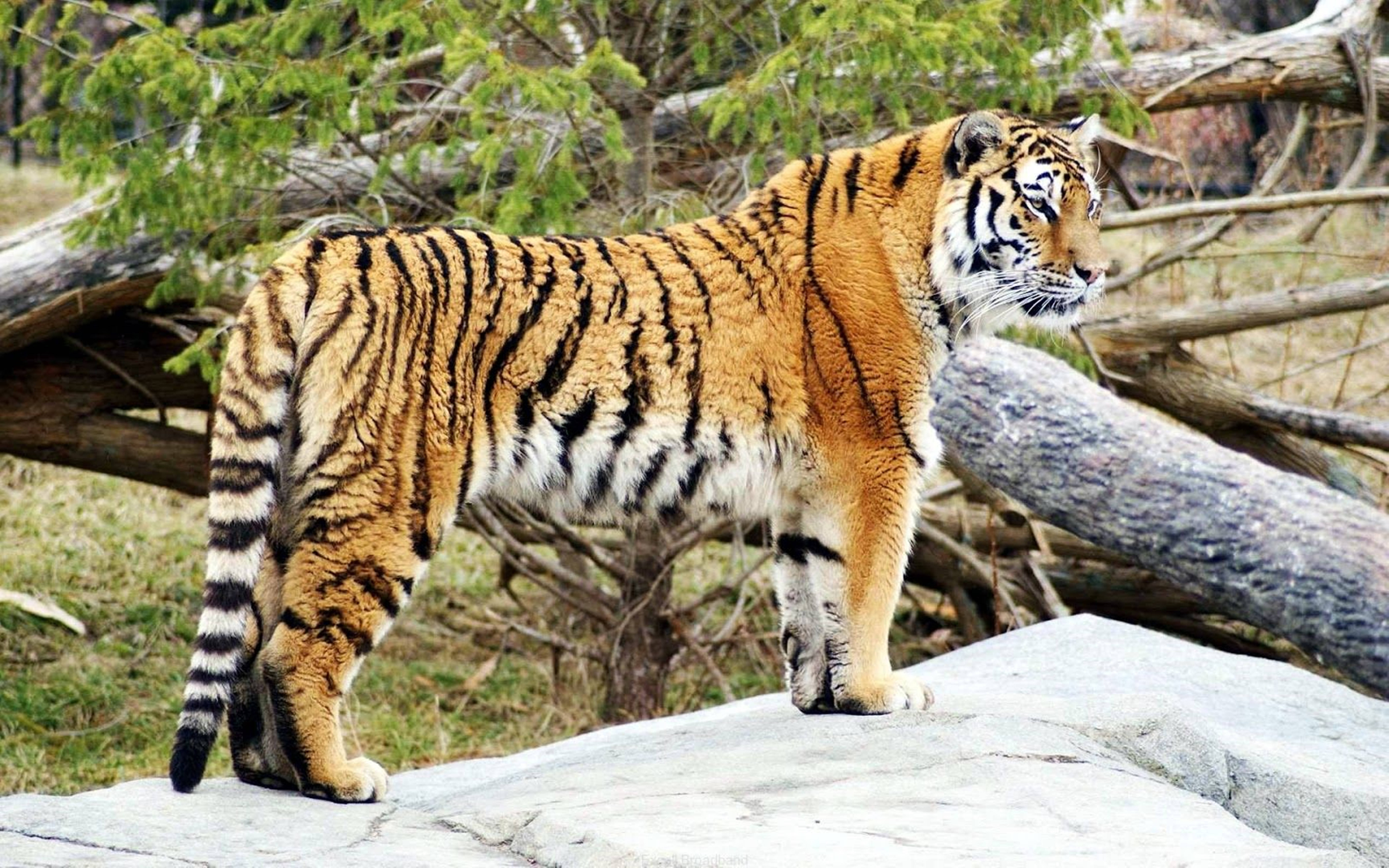 Majestic Malayan Tiger In 8k Uhd Resolution Wallpaper