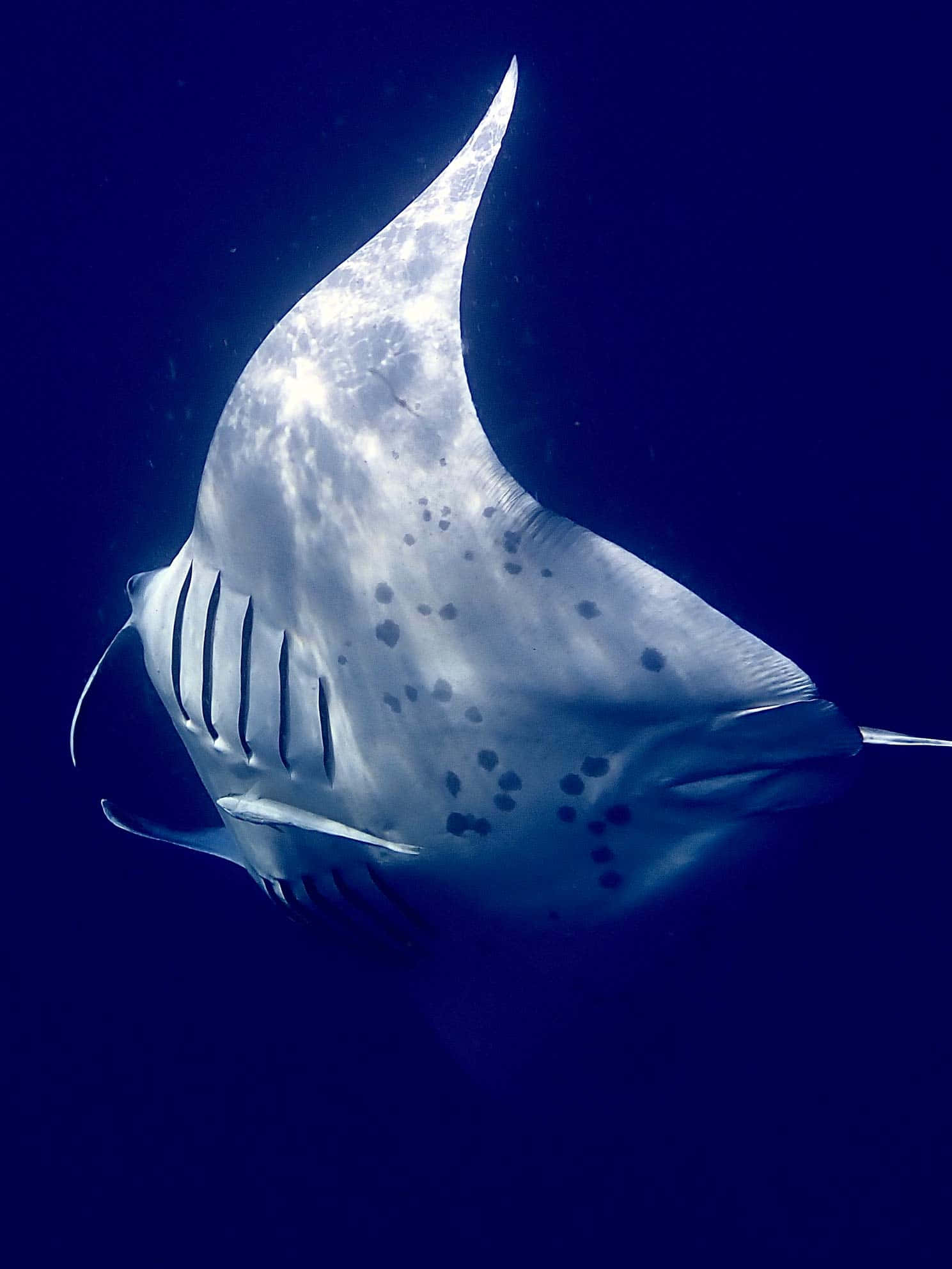 Majestic Manta Ray Gliding In The Deep Blue Sea Wallpaper