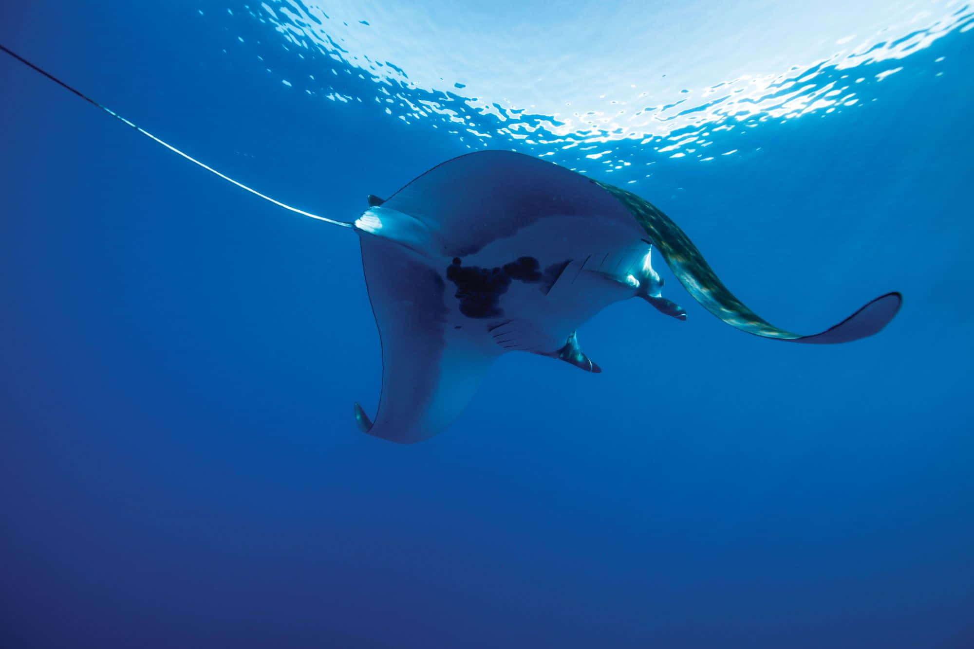 Majestic Manta Ray Gliding Through Ocean Depths Wallpaper