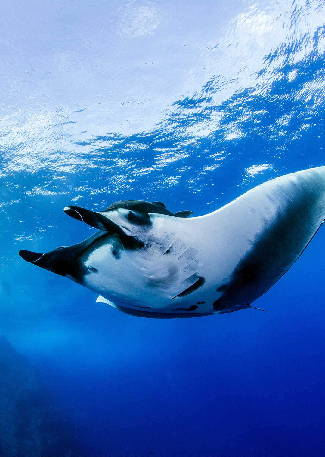 Majestic Manta Ray Gliding Underwater Wallpaper