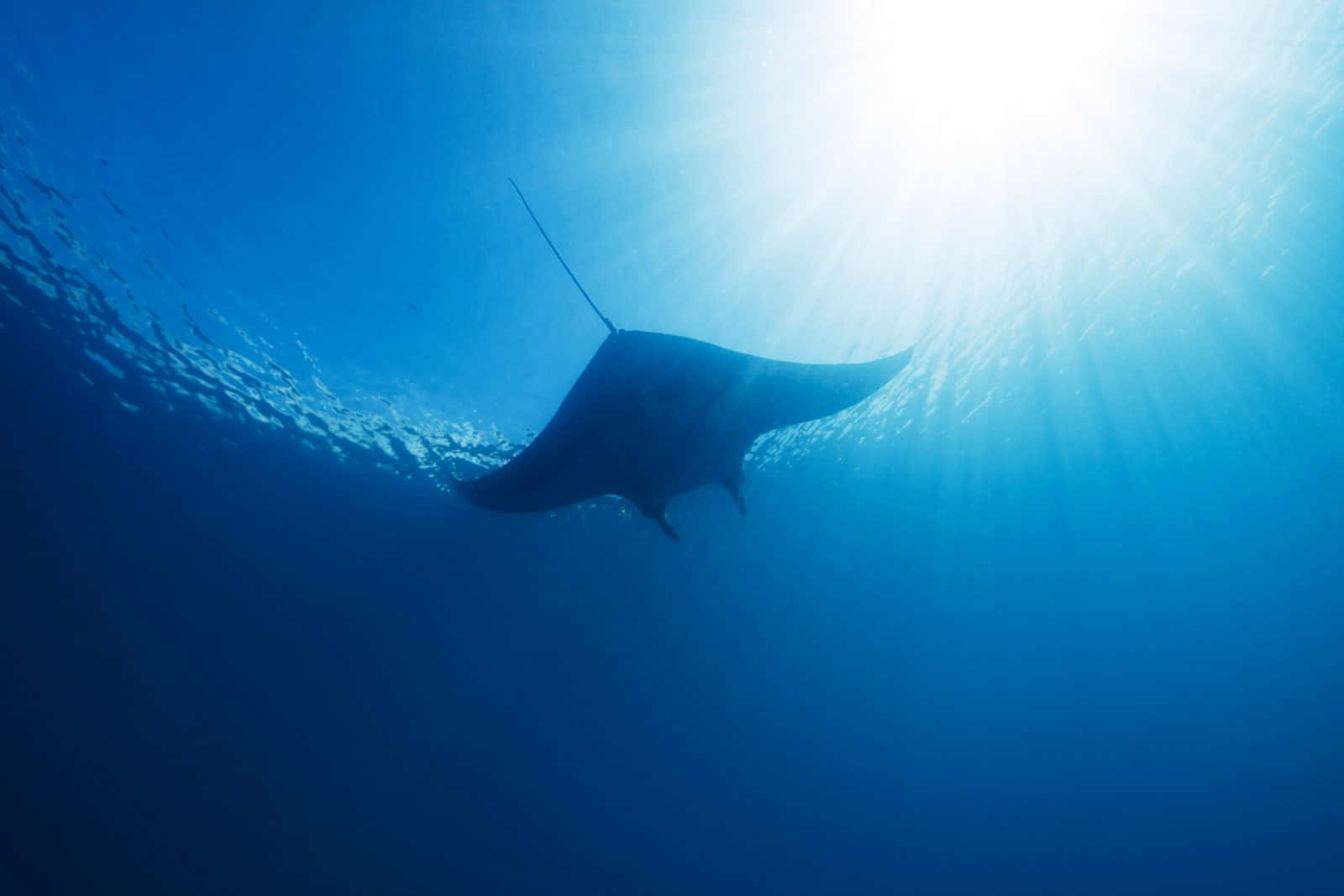 Majestic Manta Ray Underwater Sunbeam Wallpaper