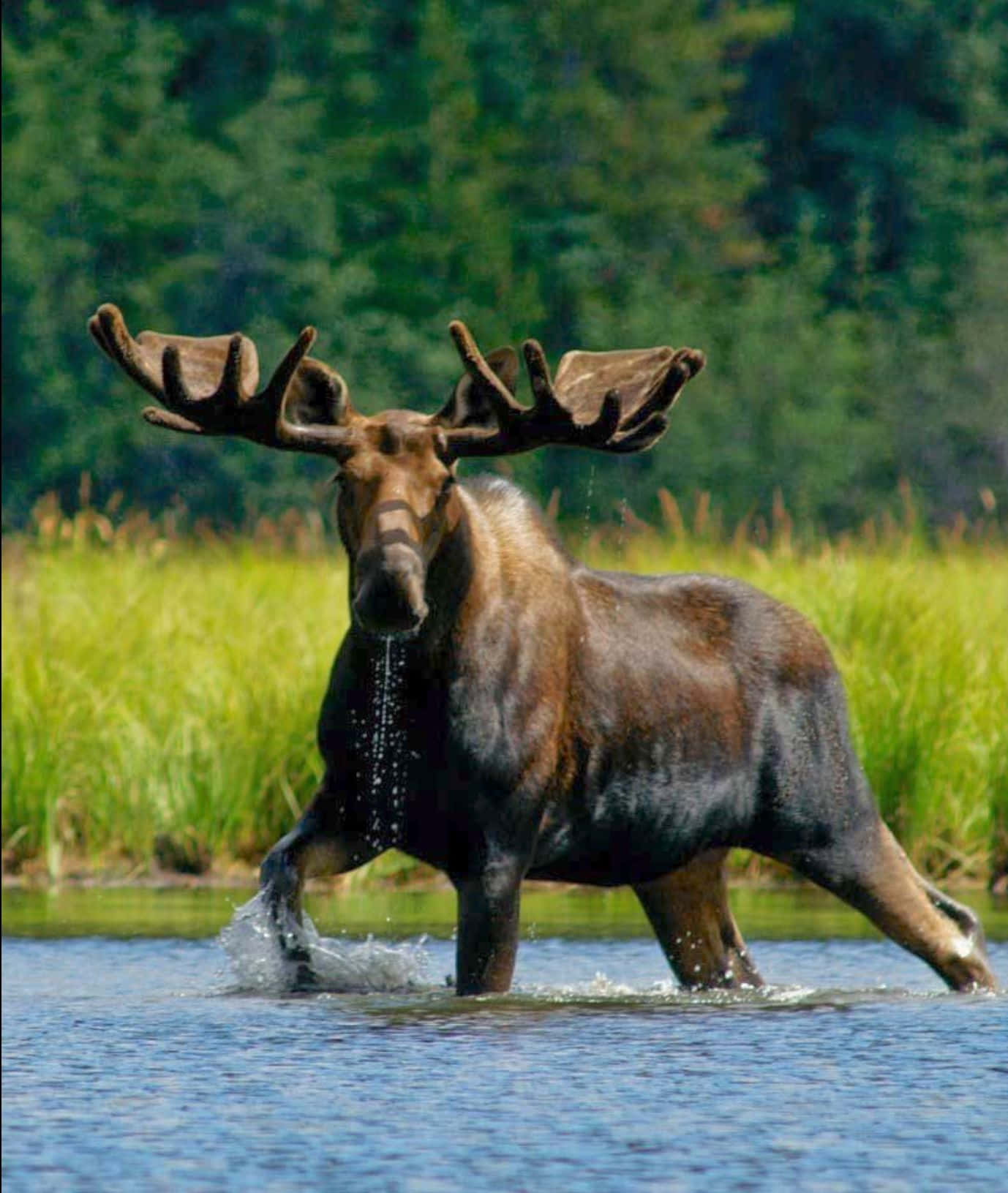 Majestic Moose Crossing Water Wallpaper