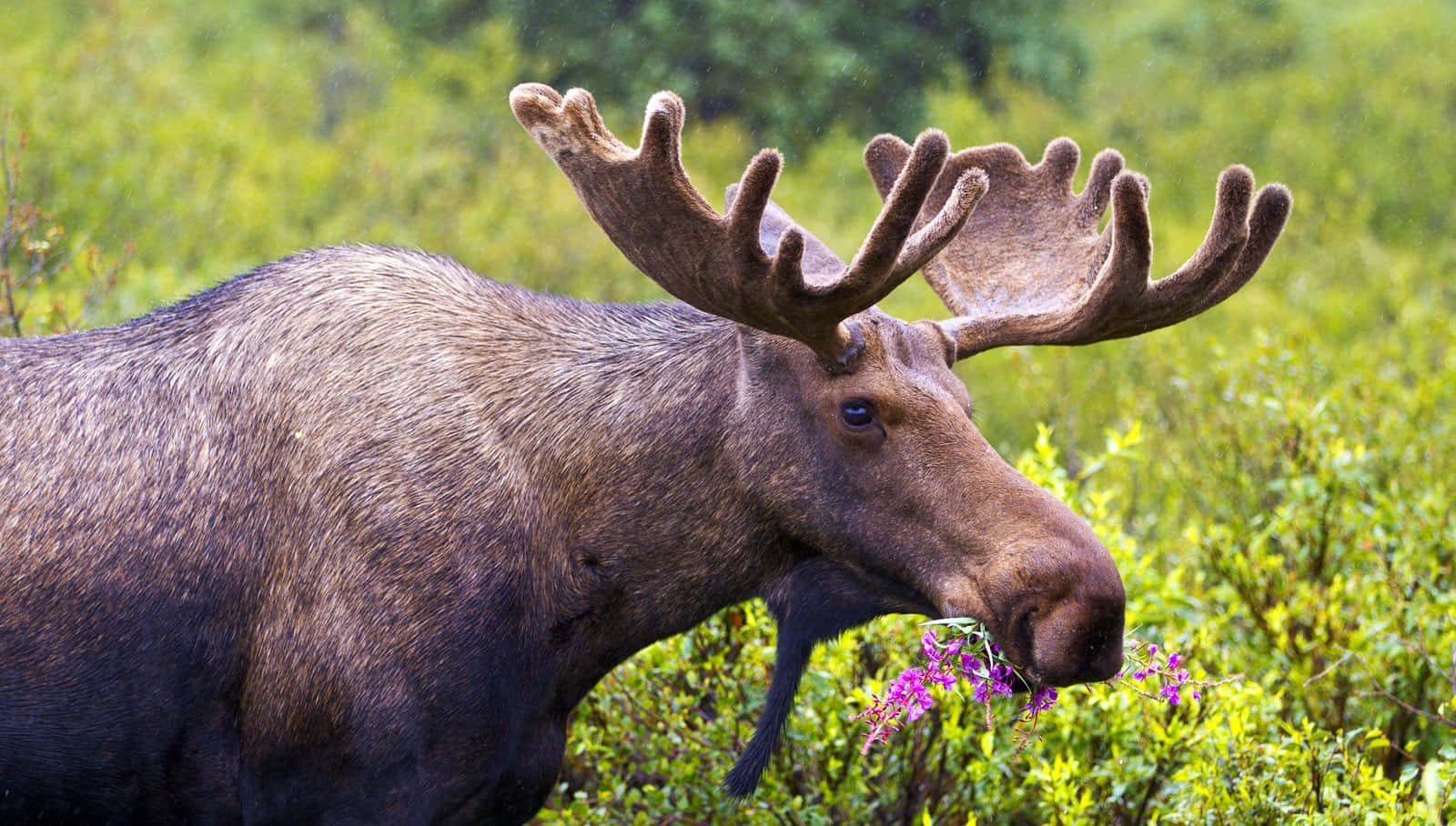 Majestic Moosein Nature.jpg Wallpaper
