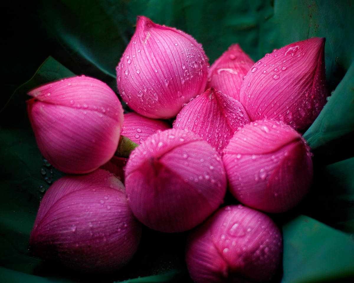 Majestic Sacred Lotus Flower Buds In Full Bloom Wallpaper