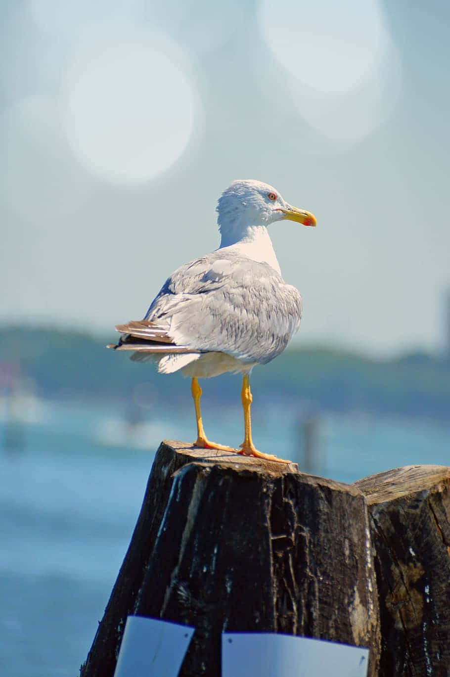 Majestic Seagull In Flight Wallpaper