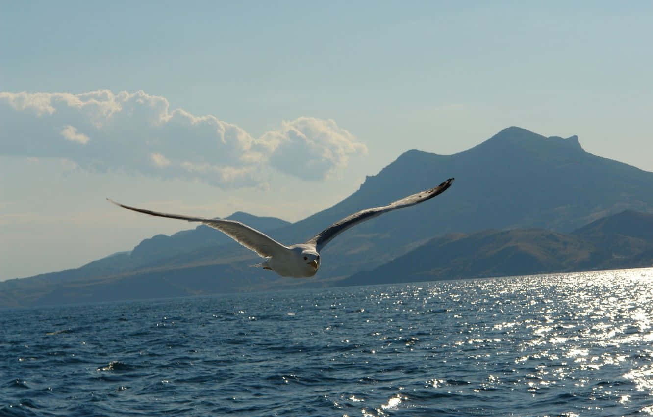 Majestic Seagull Soaring Over The Ocean Waves Wallpaper