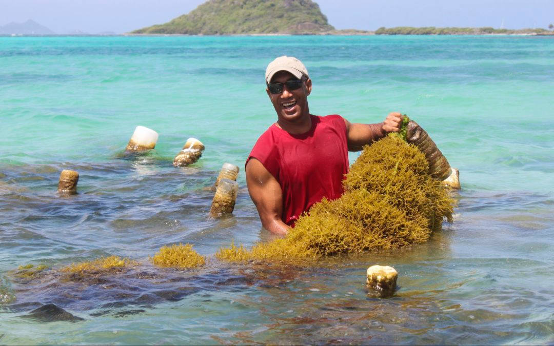 Majestic Seaweed View In St Vincent And The Grenadines Wallpaper