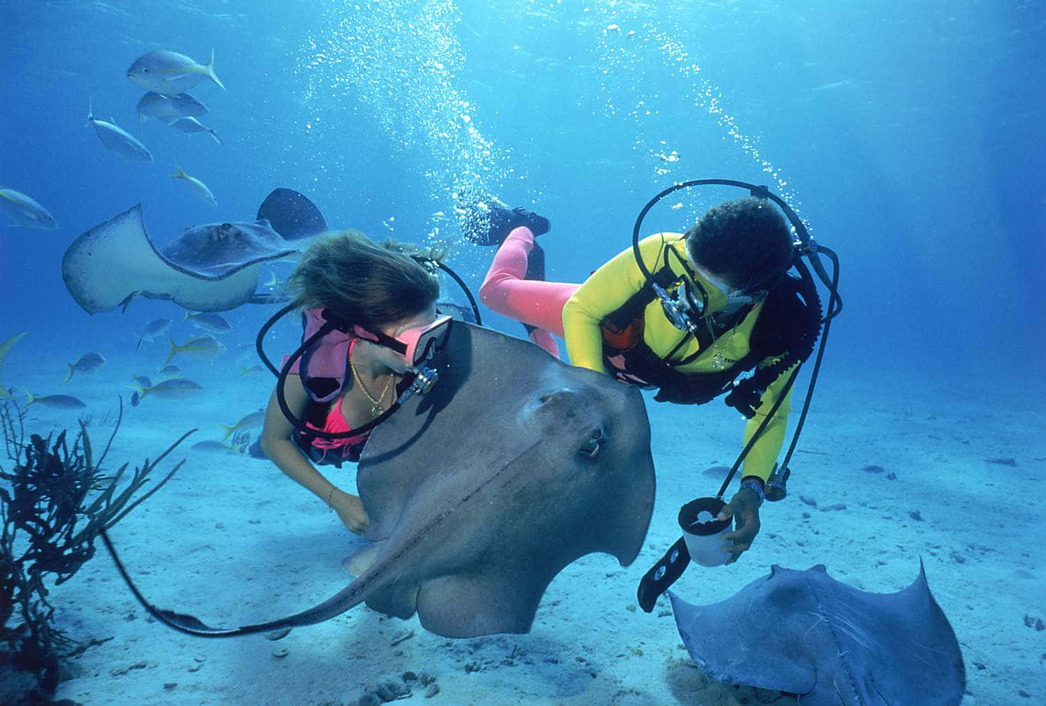 Majestic Stingray Glide Underwater Wallpaper