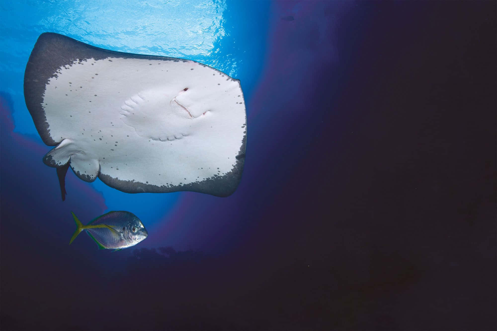 Majestic Stingray Gliding In Crystal Clear Water Wallpaper