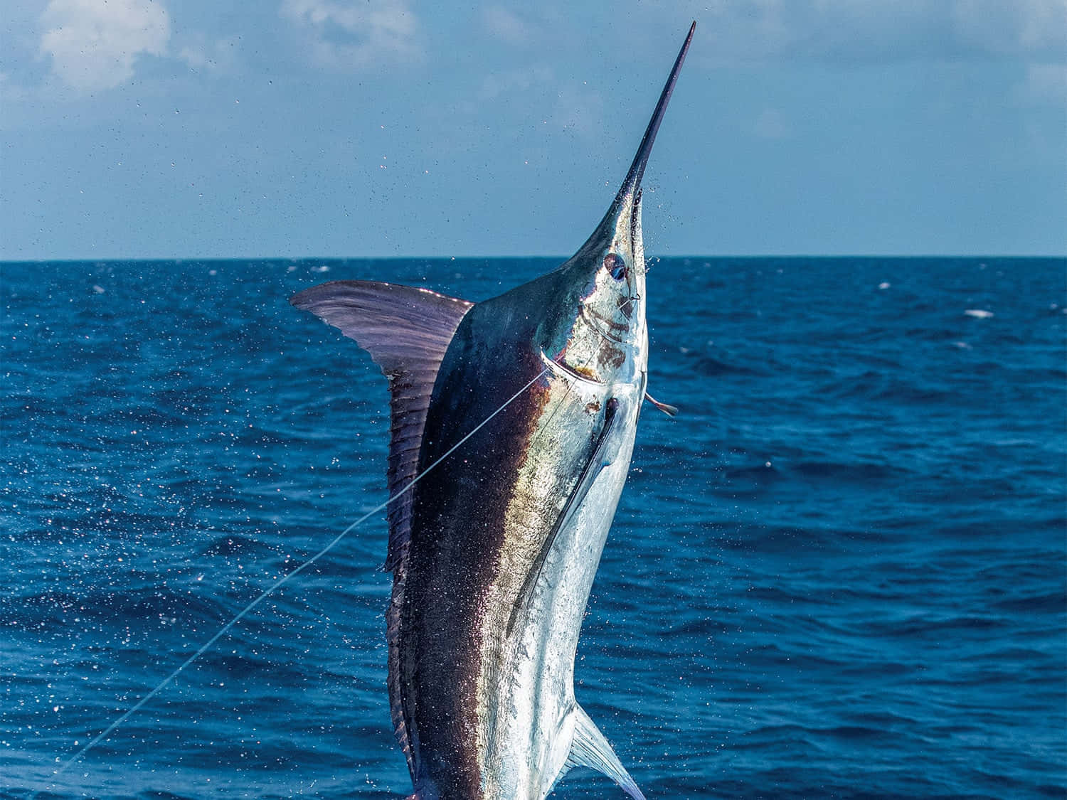 Majestic Swordfish Leaping Sea Wallpaper