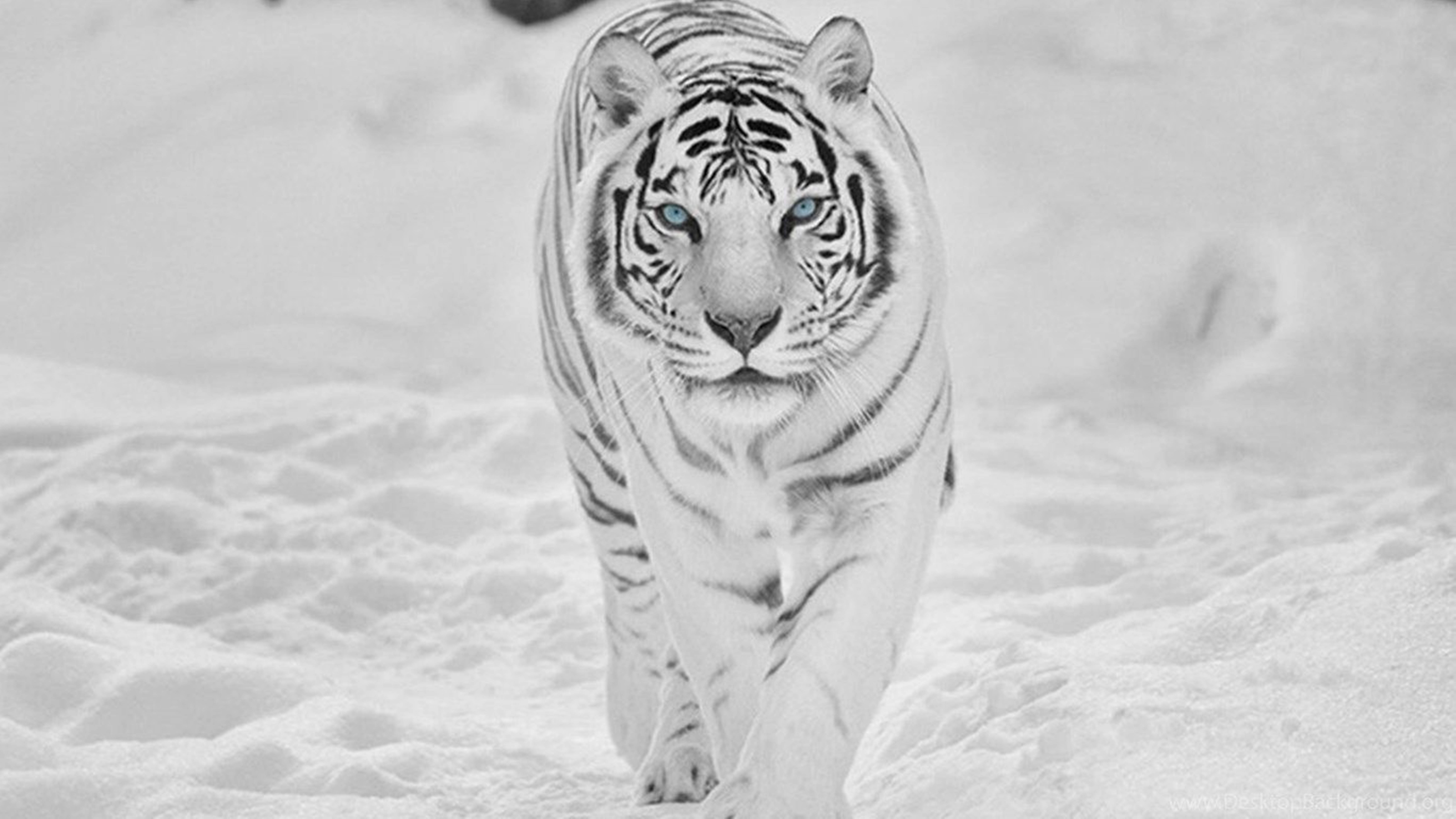 Majestic Tiger Roaming In Snowy Wilderness - 8k Uhd Picture Wallpaper