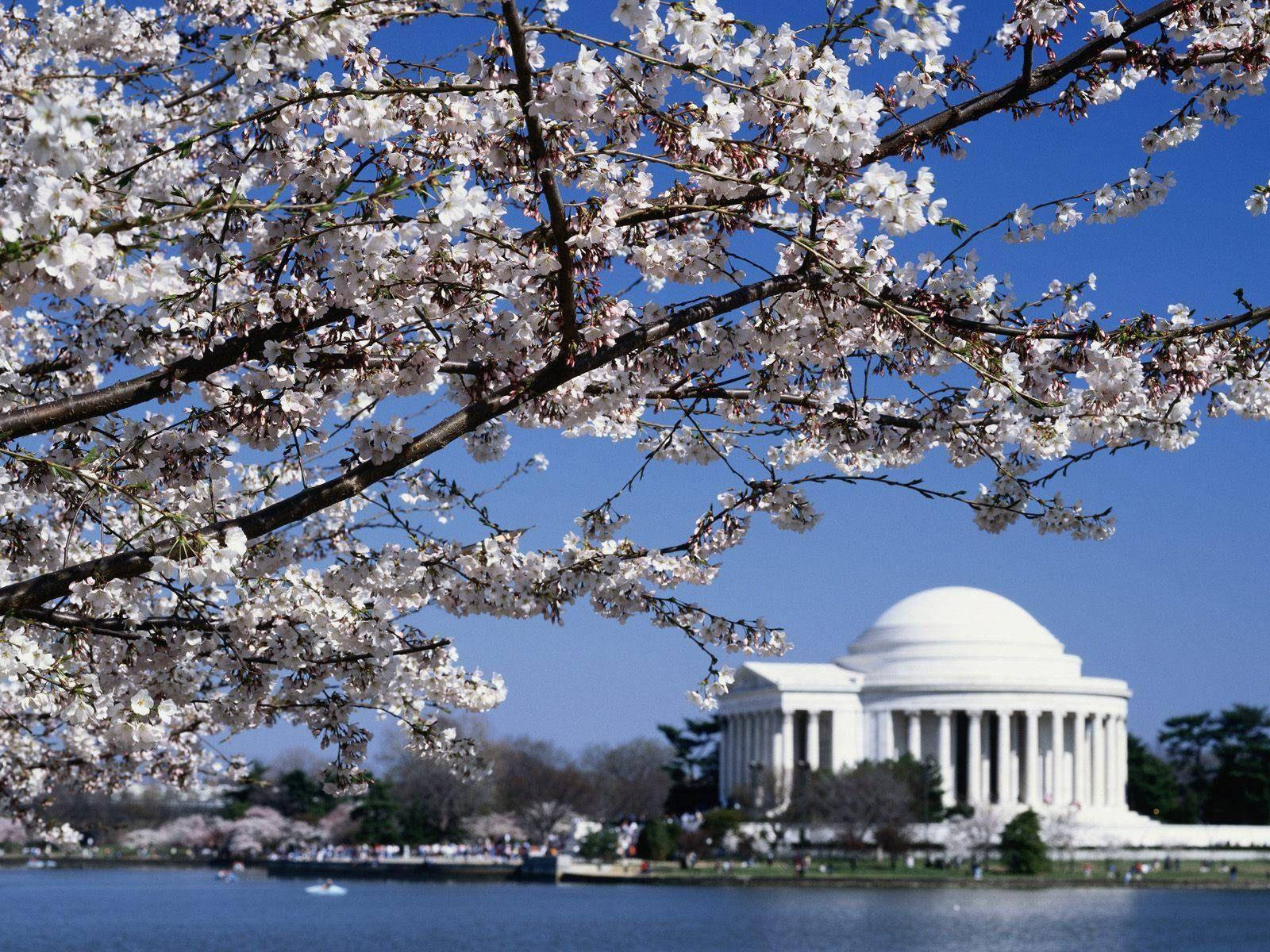 Majestic View Of Jefferson Memorial Amidst Cherry Blossoms Wallpaper