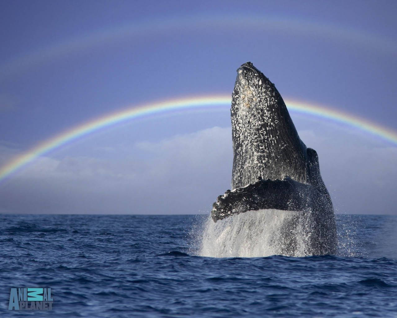 Majestic Whale Breaking The Ocean's Surface Wallpaper