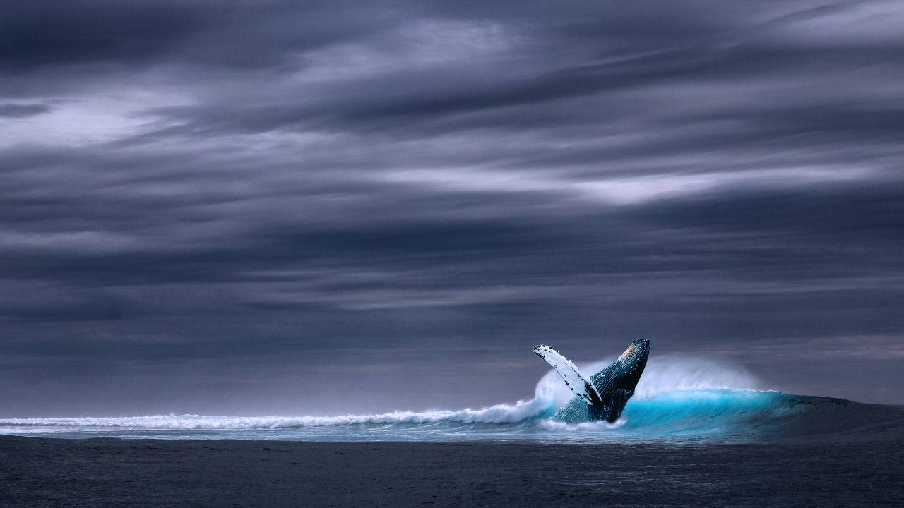 Majestic Whale Leap Wallpaper