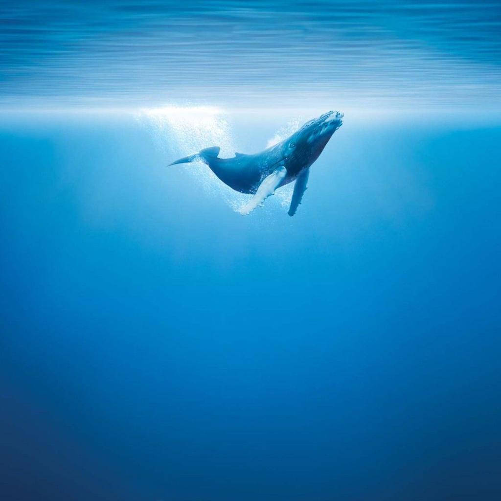 Majestic Whale Swimming In The Deep Blue Ocean Wallpaper