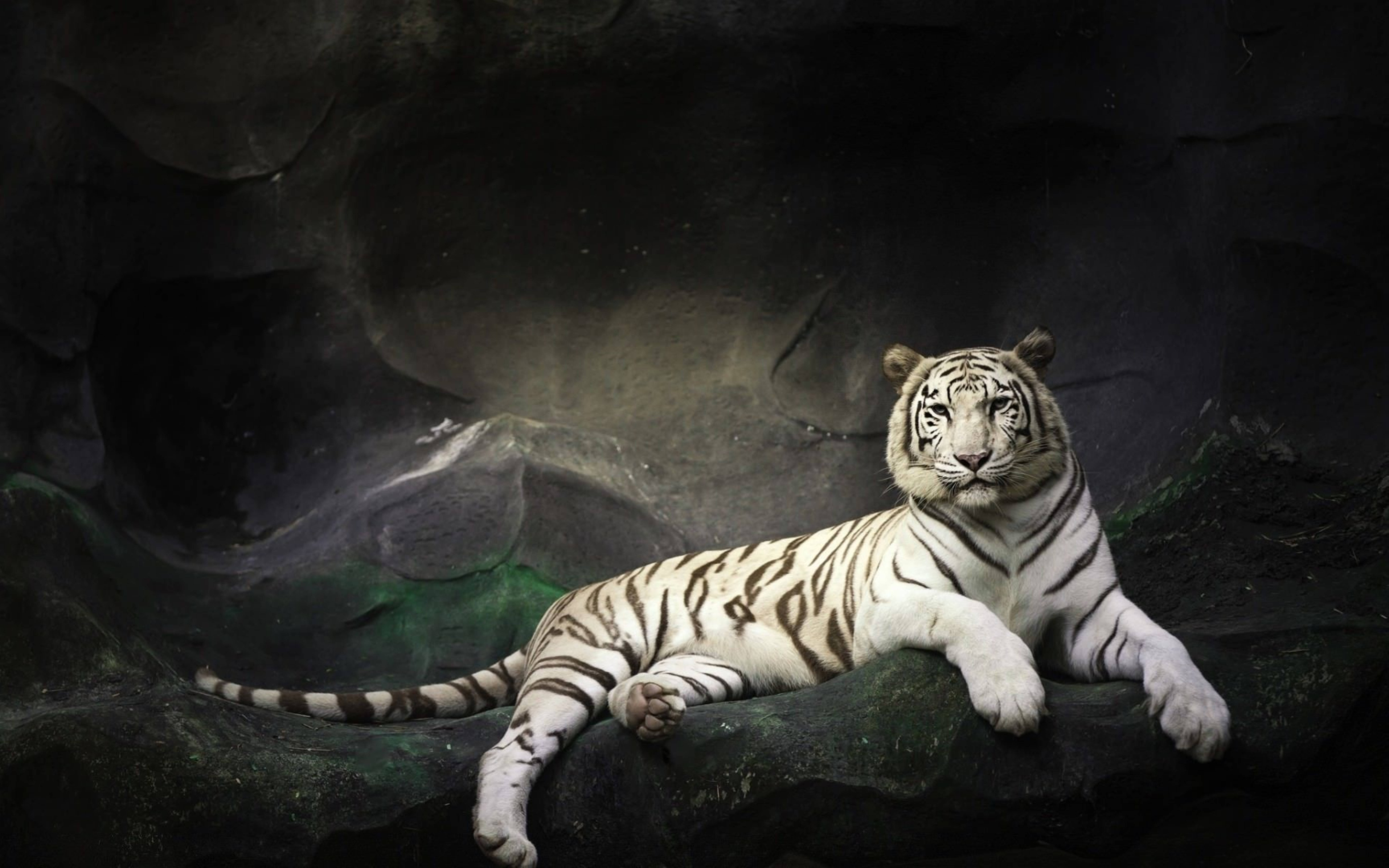 Majestic White 8k Tiger Uhd Wallpaper
