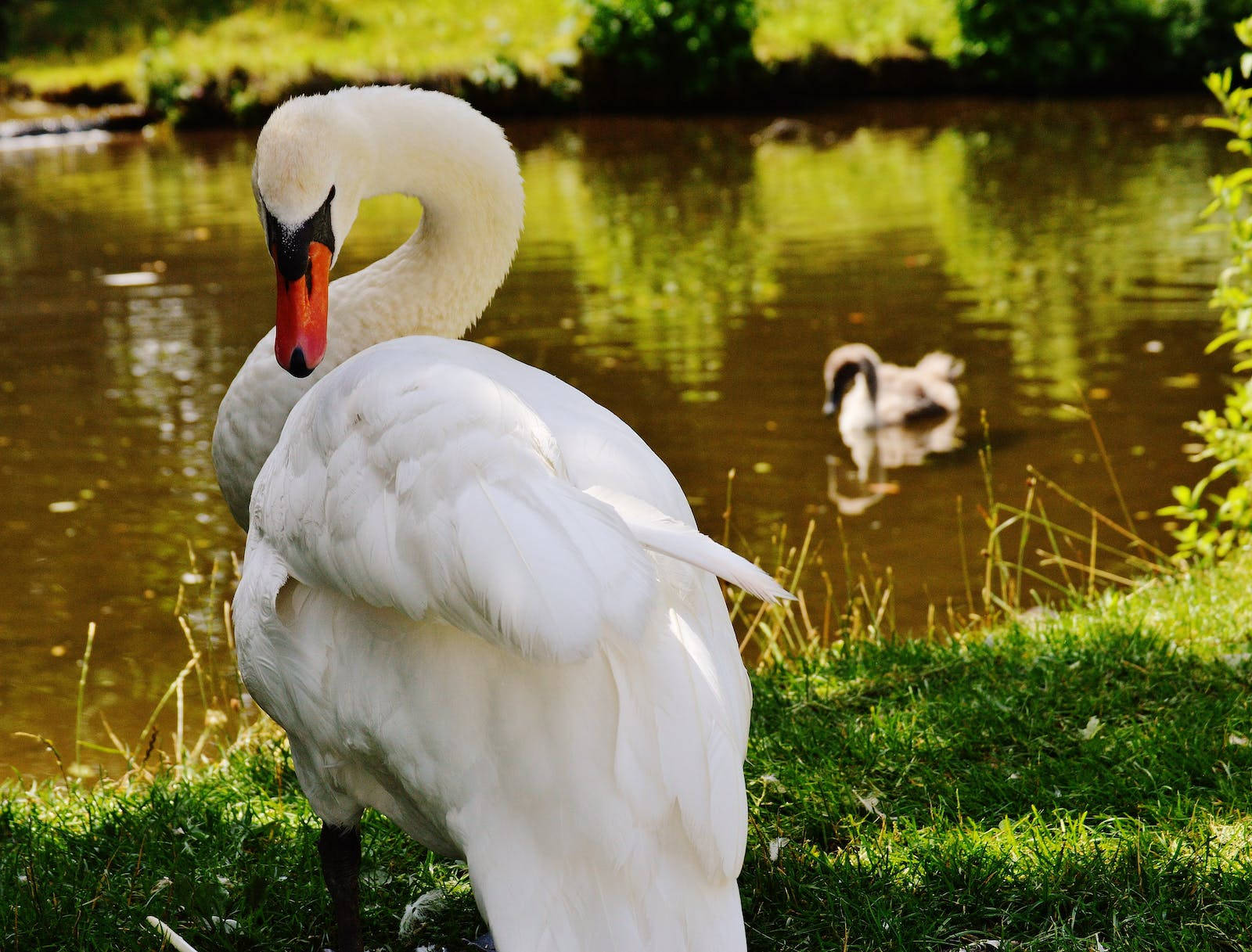 Majestic White Mute Swan In Its Serene Habitat Wallpaper
