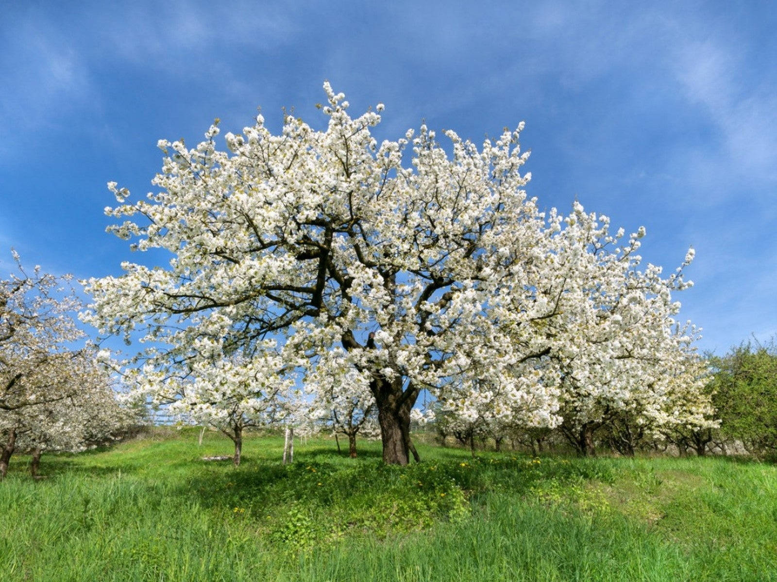 Majestic White Tree Basking In The Winter Sun Wallpaper