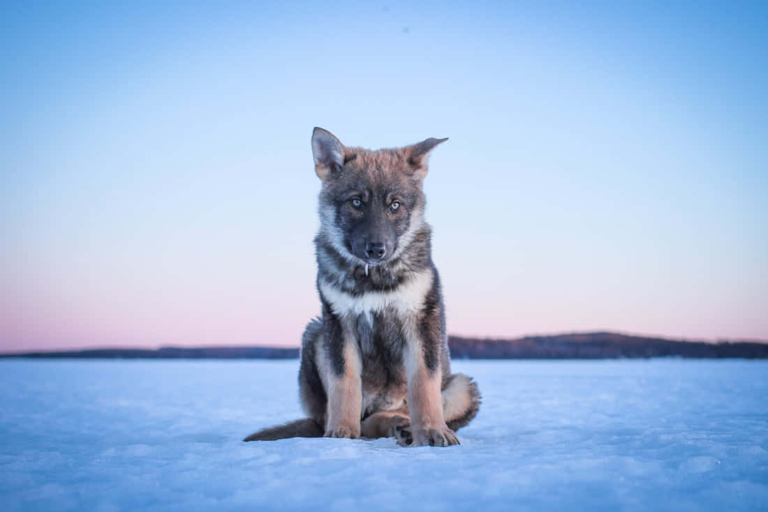 Majestic Wolfdog In The Wilderness Wallpaper