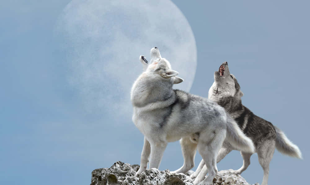 Majestic Wolfdog Standing In The Wilderness Wallpaper