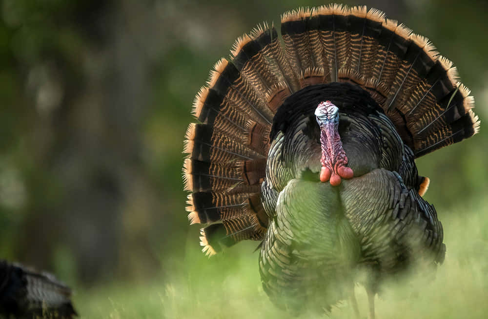 Make The Most Of Your Thanksgiving Weekend – Get Out And Go Turkey Hunting. Wallpaper