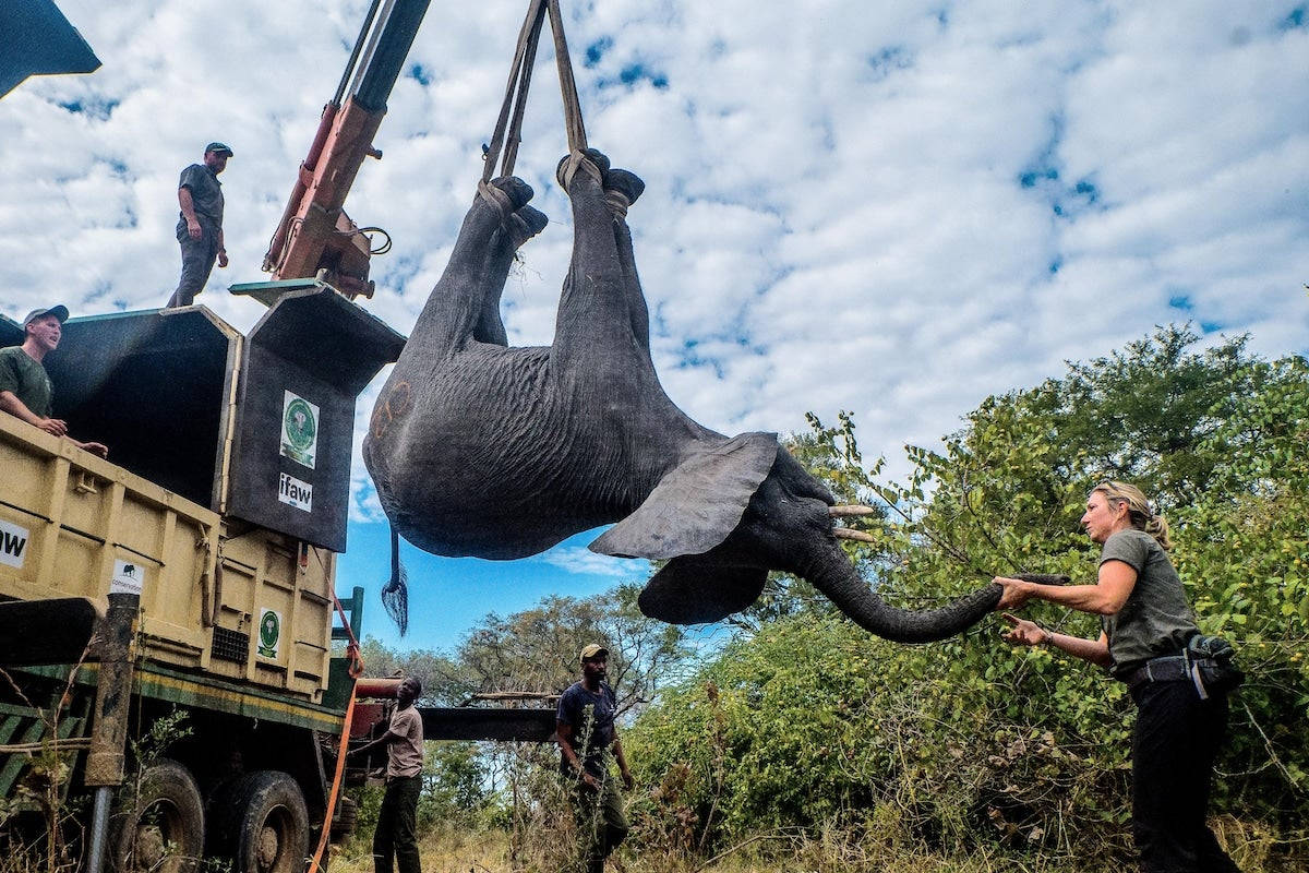 Malawi Elephant Raising Crane Wallpaper