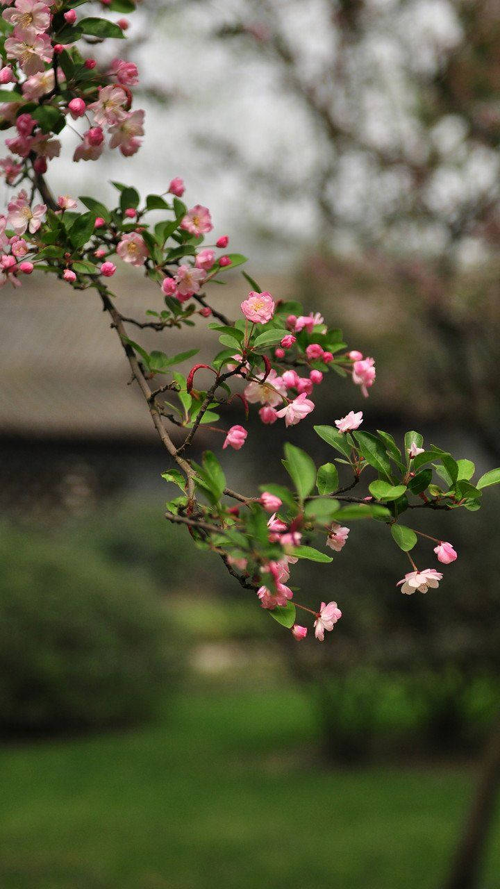 Malus Halliana Beautiful Phone Wallpaper