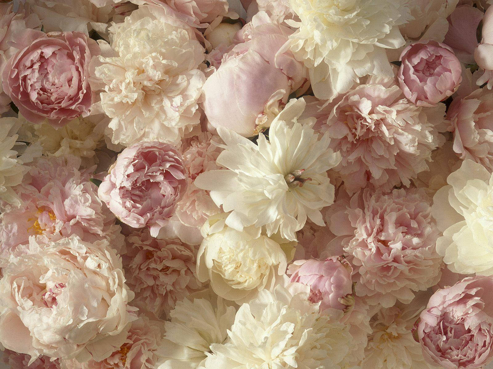 Many Soft Peony Flowers Wallpaper