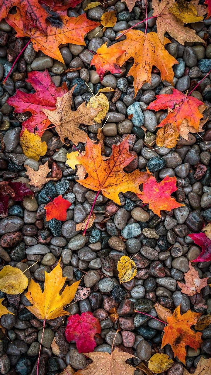 Maple Leaves And Pebbles Autumn Phone Wallpaper