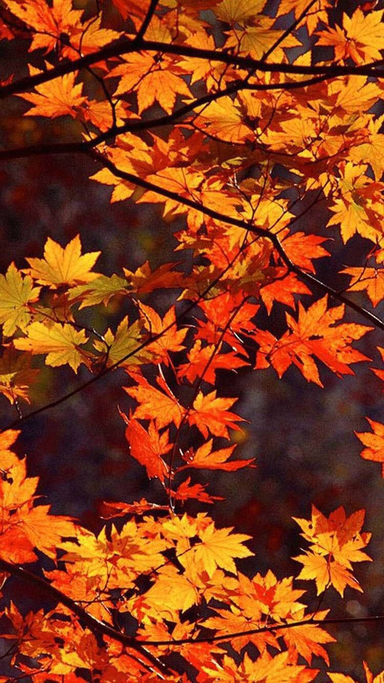 Maple Leaves In Autumn Phone Wallpaper